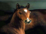 Foal