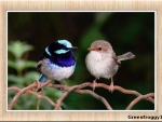 PAIR OF WRENS