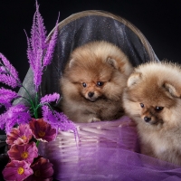 Puppies in purple basket