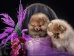 Puppies in purple basket