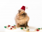 Christmas bunny