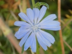 Blue flower