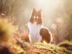 Collie