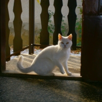 Nice white cat