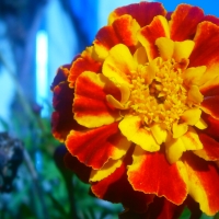 Firey flower