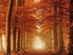 Autumn trail