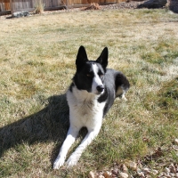 Karelian Bear Dog