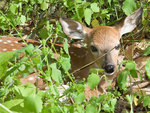 Young Deer