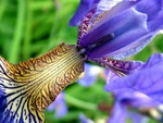 blue bearded iris chelsea flower