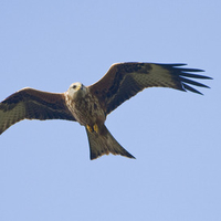 Red Kite 