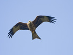 Red Kite 