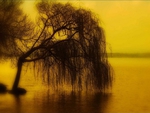 Il Salice Piangente