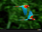 pair macaws sartore