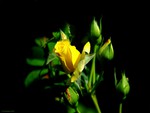 Yellow rose