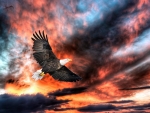 Eagle in Flight Sunset