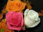 White Orange Pink Roses