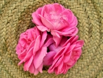 Pink Roses