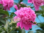 Peony