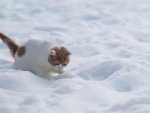 cat in snow