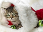 kitty in santa hat