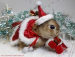 christmas bunny