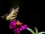 Butterfly on Blue Flower