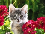 Cute Kitten among Red Flowers