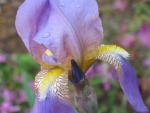 Purple Iris