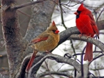 cardinals