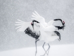 Red-crowned Crane