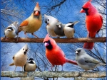 cardinals
