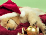 christmas puppy sleeping