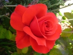 Light Red Rose