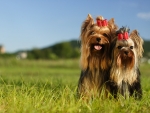Yorkshire Terriers