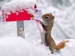 Squirrel sends letter