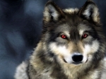 Red Eyes Gray Wolf