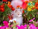 Cute Kitten With Flowers
