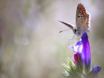 Butterfly on Flowers