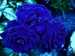 Awesome Blue Roses