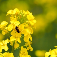Canola Flower