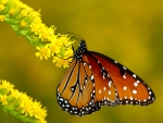 Butterfly on Yellow Flower