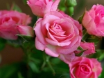 Pink Roses