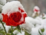 Snow On Red Rose