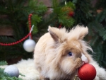 Christmas bunny