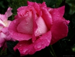 Drops on Pink Rose