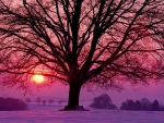Winter Sunset