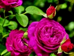Purple Roses