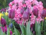 Blooming Tulips