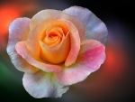 Light Colorful Rose