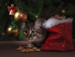 Christmas Kitten for Weir!